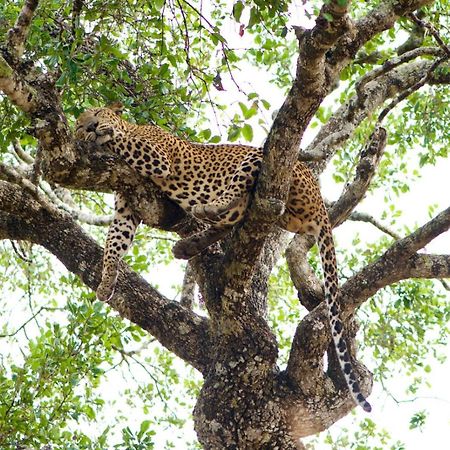 Yala Wild Hut - Yala Hotel Tissamaharama Eksteriør billede