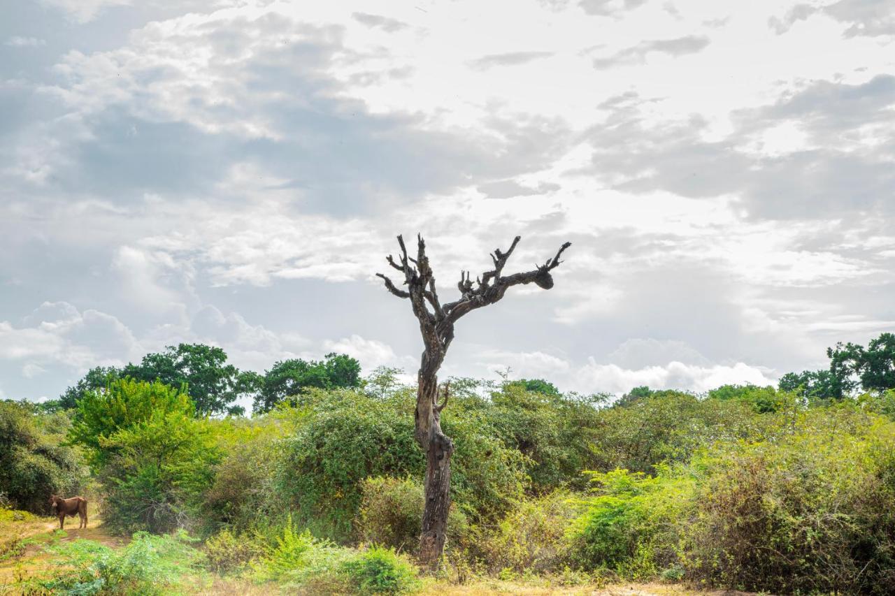 Yala Wild Hut - Yala Hotel Tissamaharama Eksteriør billede