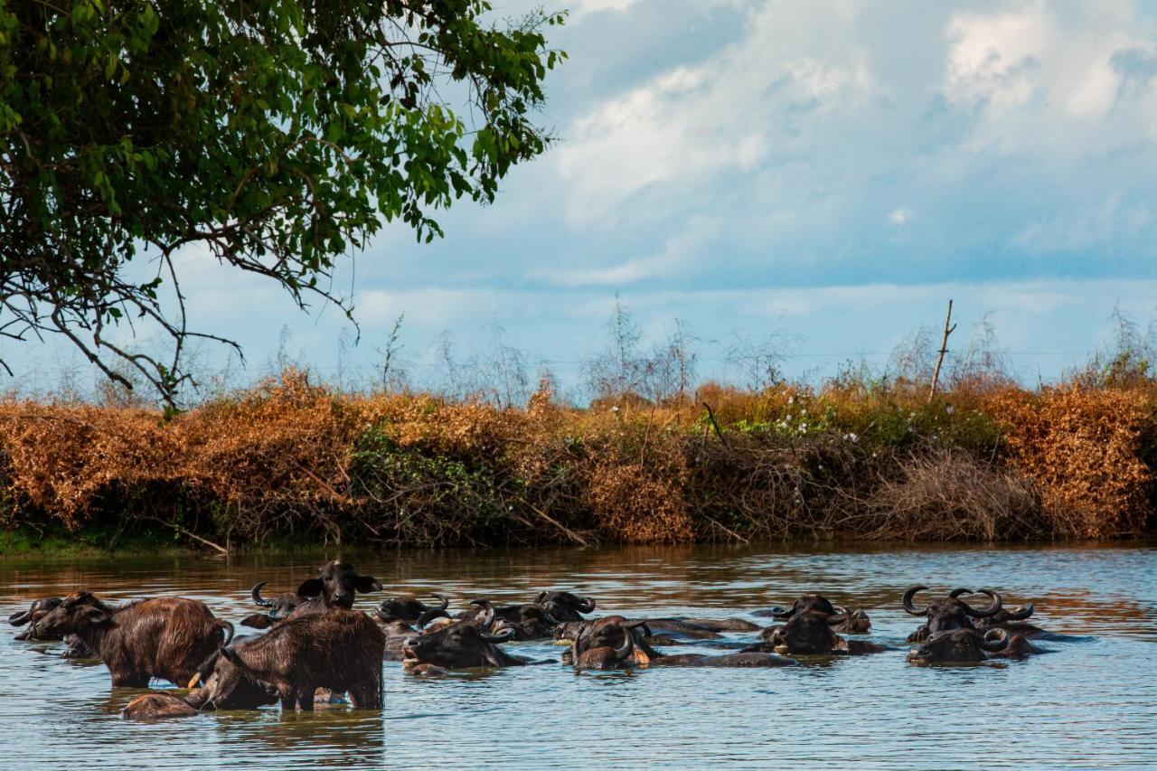 Yala Wild Hut - Yala Hotel Tissamaharama Eksteriør billede