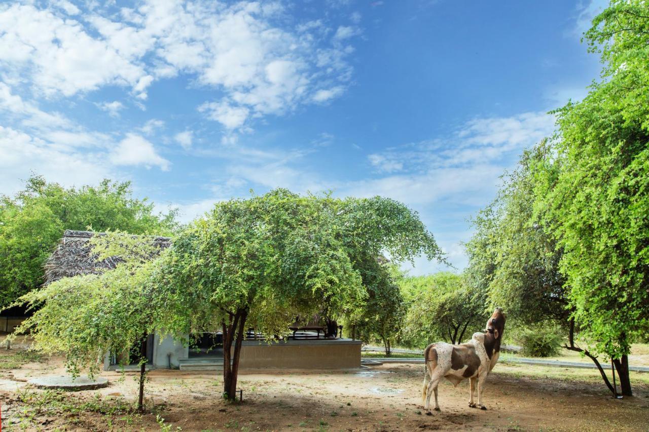 Yala Wild Hut - Yala Hotel Tissamaharama Eksteriør billede