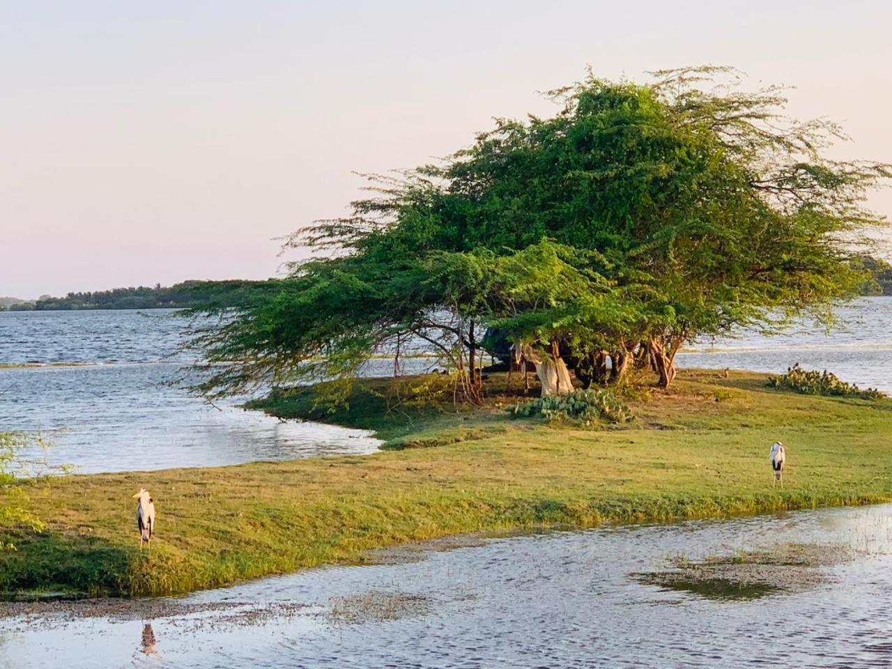 Yala Wild Hut - Yala Hotel Tissamaharama Eksteriør billede