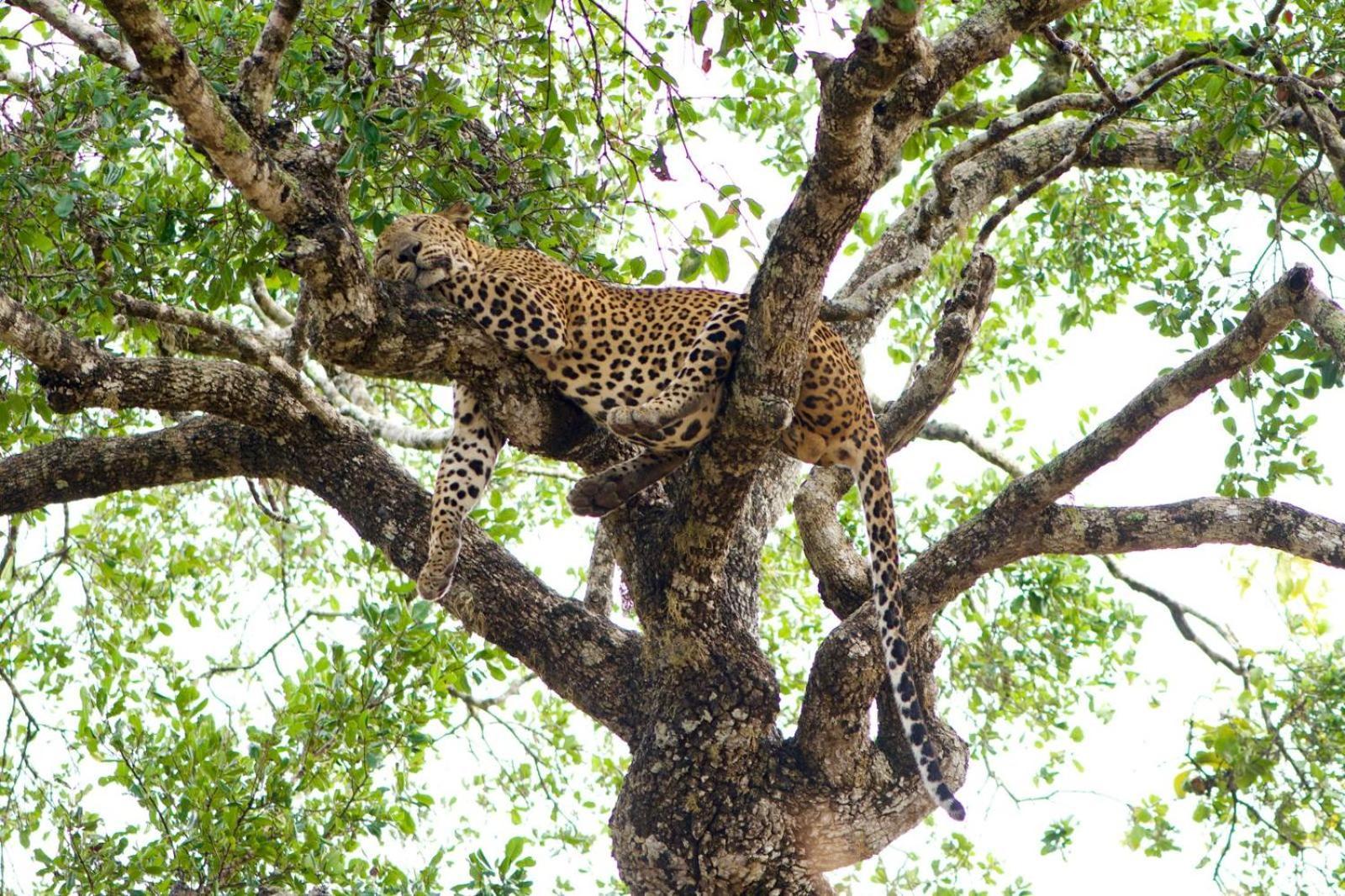 Yala Wild Hut - Yala Hotel Tissamaharama Eksteriør billede